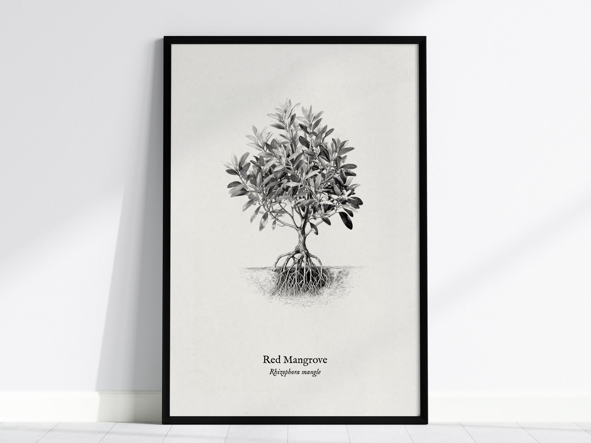 Red Mangrove Poster | Rhizophora Mangle Pen and Ink Print Vintage Botanical Illustration — framed wall art, 24x36 in