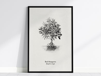 Red Mangrove Poster | Rhizophora Mangle Pen and Ink Print Vintage Botanical Illustration — framed wall art, 24x36 in