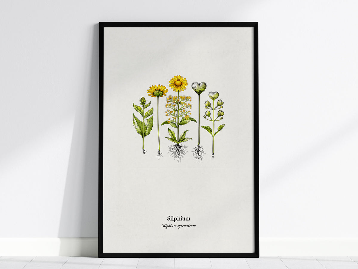 Silphium Poster | Silphium cyrenaicum Pen and Ink Print — Vintage Botanical Illustration Wall Art — framed wall art, 24x36 in