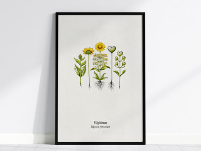 Silphium Poster | Silphium cyrenaicum Pen and Ink Print — Vintage Botanical Illustration Wall Art — framed wall art, 24x36 in