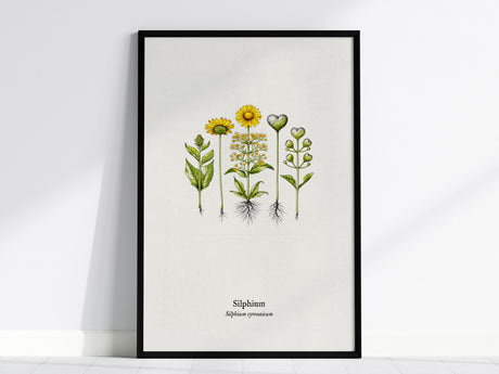Silphium Poster | Silphium cyrenaicum Pen and Ink Print — Vintage Botanical Illustration Wall Art — framed wall art, 24x36 in