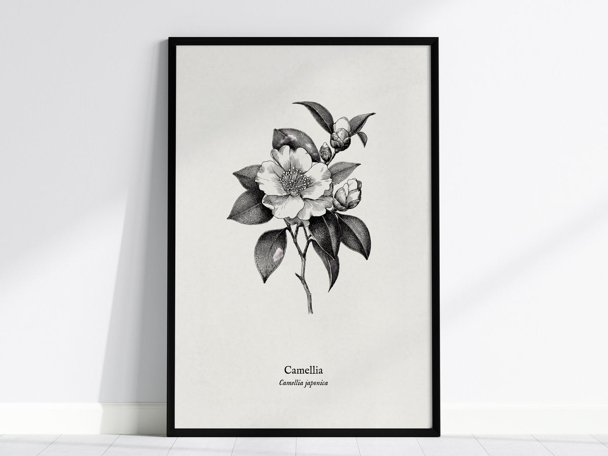 Camellia Poster | Camellia japonica Pen and Ink Print — Vintage Botanical Illustration Wall Art — framed wall art, 24x36 in