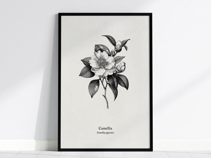 Camellia Poster | Camellia japonica Pen and Ink Print — Vintage Botanical Illustration Wall Art — framed wall art, 24x36 in