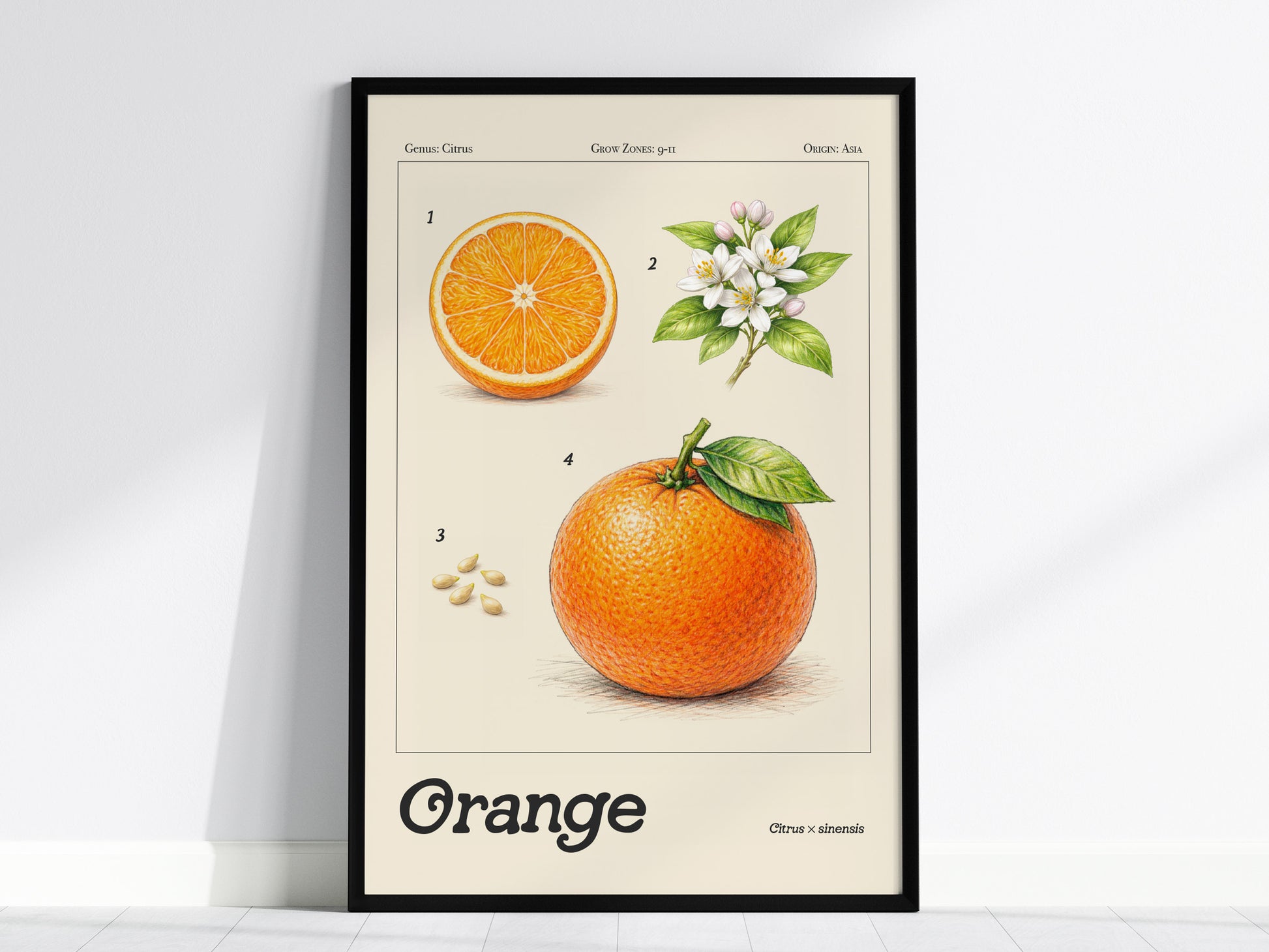 Vintage botanical illustration of a sliced orange with blossoms, leaves, and seeds, showcasing vibrant colors and detailed textures.