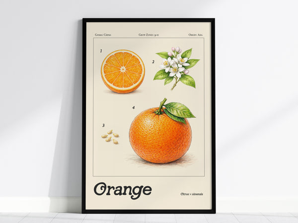 Vintage botanical illustration of a sliced orange with blossoms, leaves, and seeds, showcasing vibrant colors and detailed textures.