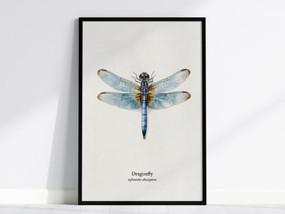 Dragonfly Poster | Vintage Anisoptera Zoological Illustration Wall Art — framed wall art, 24x36 in