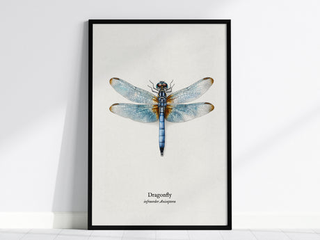 Dragonfly Poster | Vintage Anisoptera Zoological Illustration Wall Art — framed wall art, 24x36 in