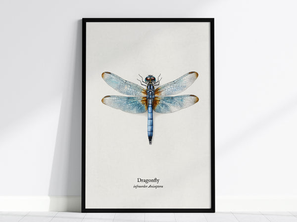 Dragonfly Poster | Vintage Anisoptera Zoological Illustration Wall Art — framed wall art, 24x36 in