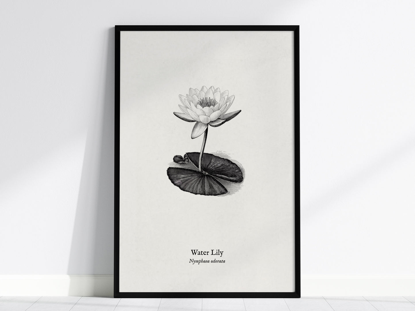 Water Lily Poster | Vintage Nymphaea Odorata Botanical Illustration Wall Art — framed wall art, 24x36 in