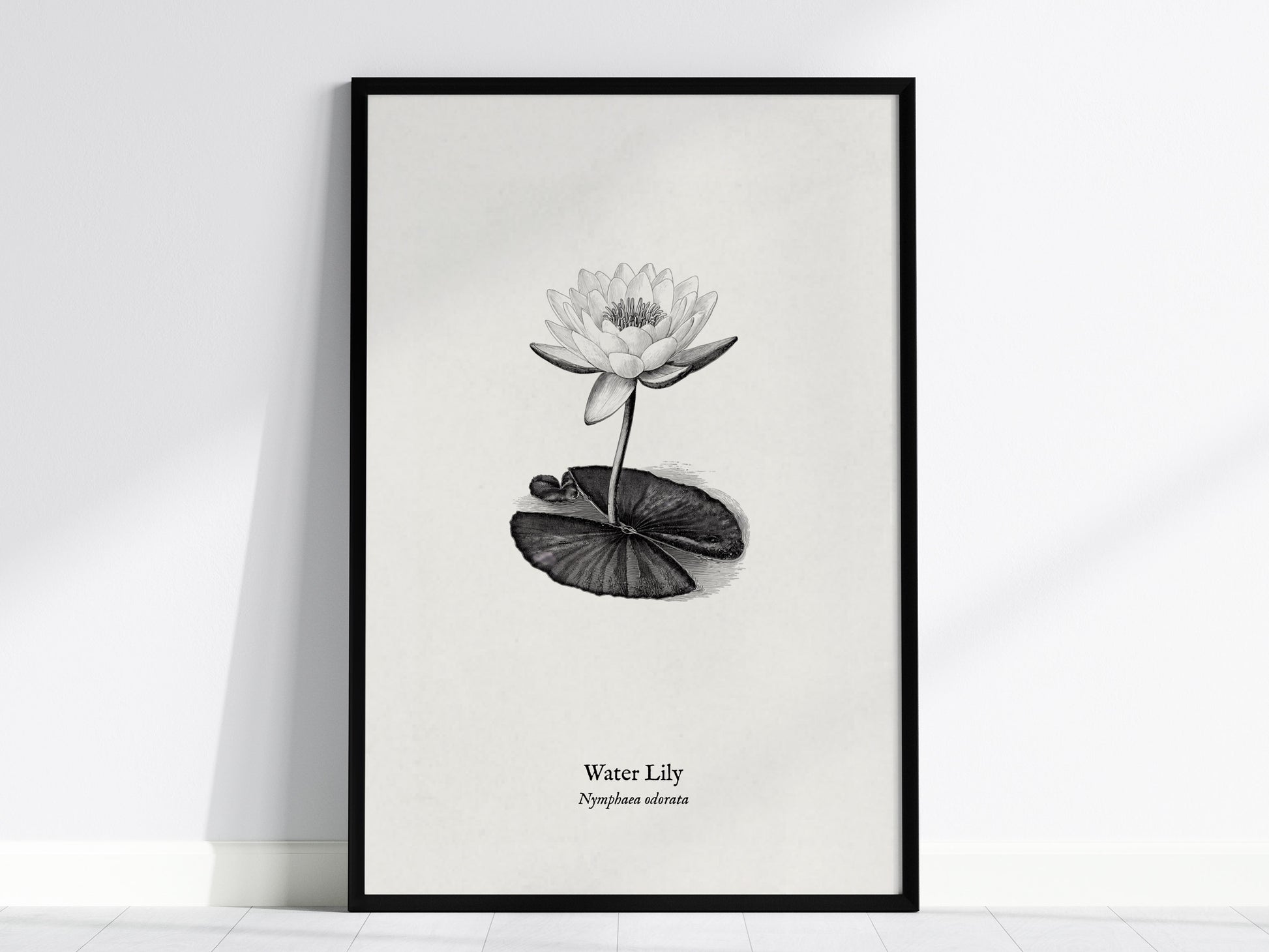 Water Lily Poster | Vintage Nymphaea Odorata Botanical Illustration Wall Art — framed wall art, 24x36 in