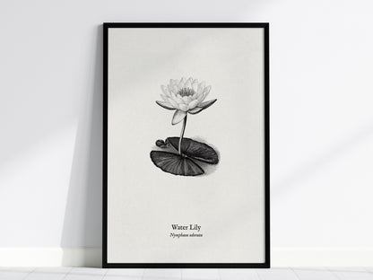 Water Lily Poster | Vintage Nymphaea Odorata Botanical Illustration Wall Art — framed wall art, 24x36 in