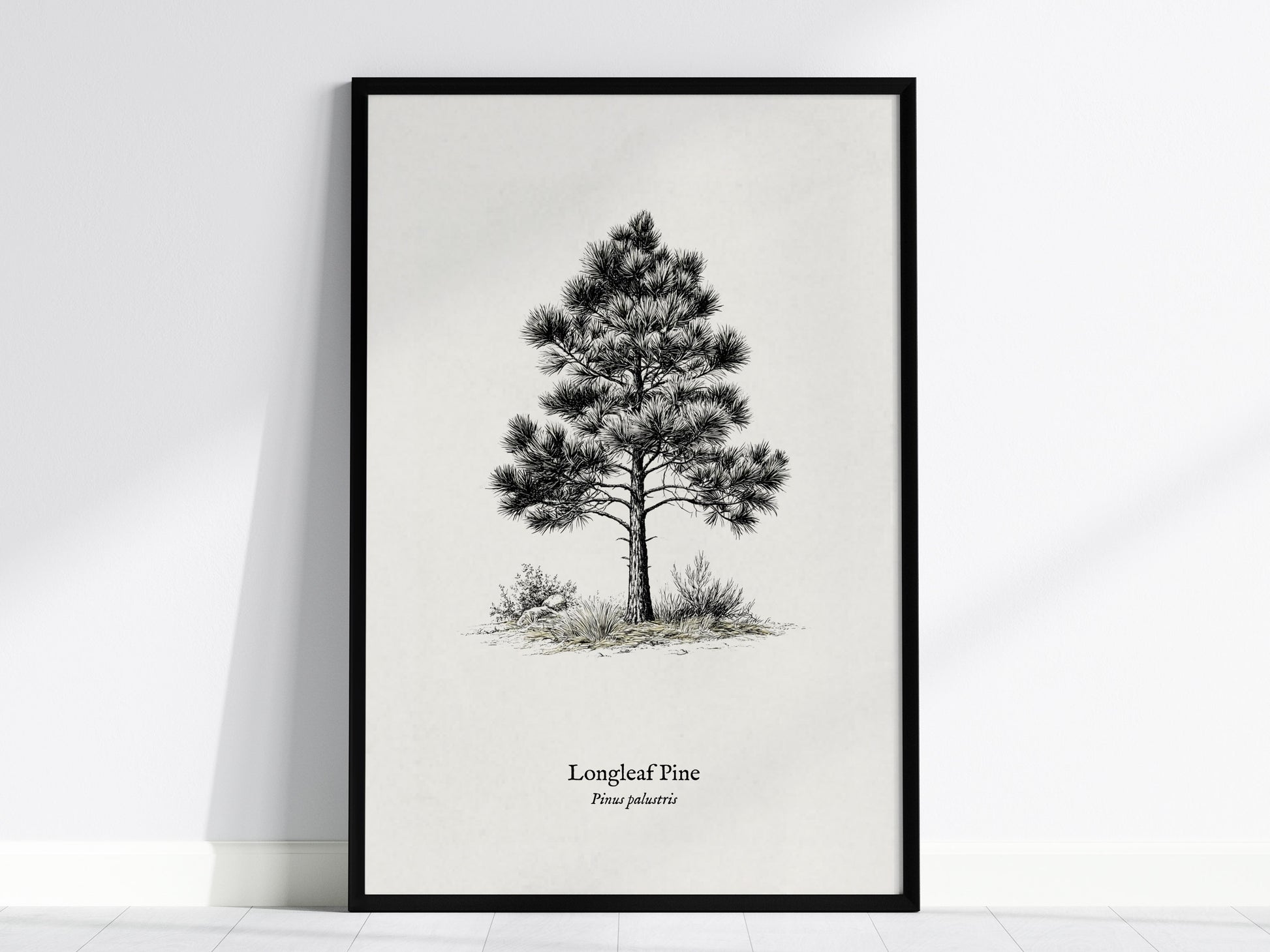 Longleaf Pine Poster | Pinus palustris Pen and Ink Print | Vintage Botanical Illustration Wall Art — framed wall art, 24x36 i