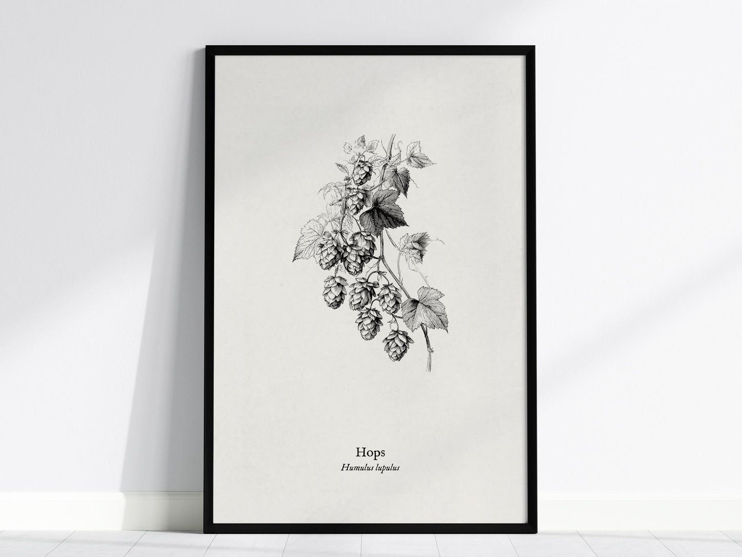 Hops Poster | Vintage Humulus lupulus Botanical Illustration Wall Art — framed wall art, 24x36 in