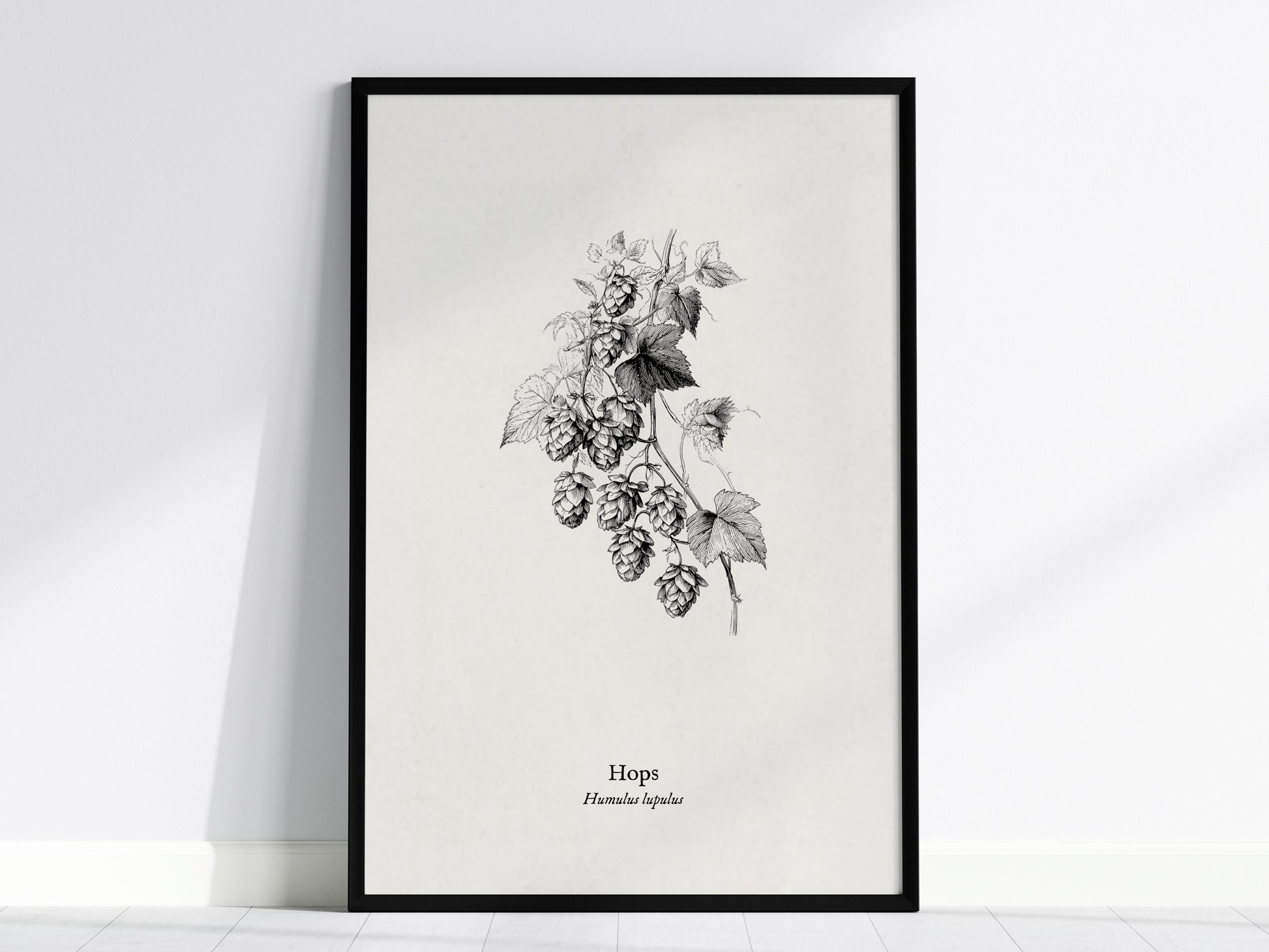Hops Poster | Vintage Humulus lupulus Botanical Illustration Wall Art — framed wall art, 24x36 in