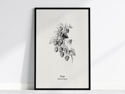 Hops Poster | Vintage Humulus lupulus Botanical Illustration Wall Art — framed wall art, 24x36 in