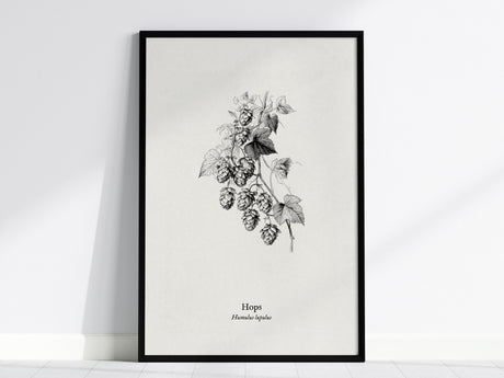 Hops Poster | Vintage Humulus lupulus Botanical Illustration Wall Art — framed wall art, 24x36 in