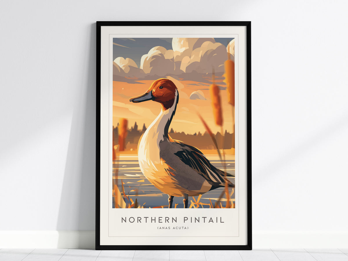 Northern Pintail, Anas acuta Poster | Elegant Waterfowl Bird Wall Art — framed wall art, 24x36 in