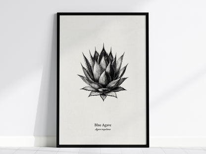 Blue Agave Poster | Vintage Agave Tequilana Botanical Illustration Wall Art — framed wall art, 24x36 in