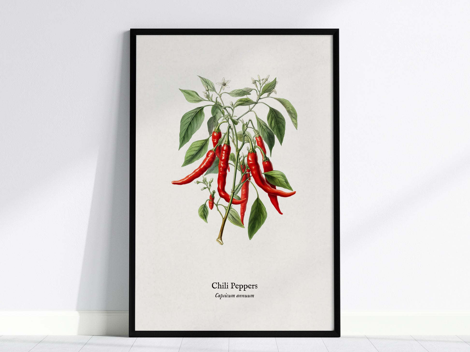 Chili Peppers Poster | Vintage Capsicum Annuum Botanical Illustration Wall Art — framed wall art, 24x36 in
