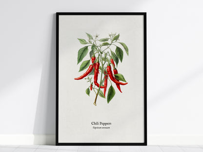 Chili Peppers Poster | Vintage Capsicum Annuum Botanical Illustration Wall Art — framed wall art, 24x36 in