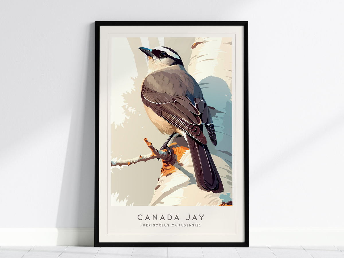 Canada Jay, Perisoreus canadensis Poster | Bold Boreal Bird Wall Art — framed wall art, 24x36 in