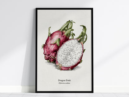 Dragon Fruit Poster | Vintage Hylocereus undatus Botanical Illustration Wall Art — framed wall art, 24x36 in