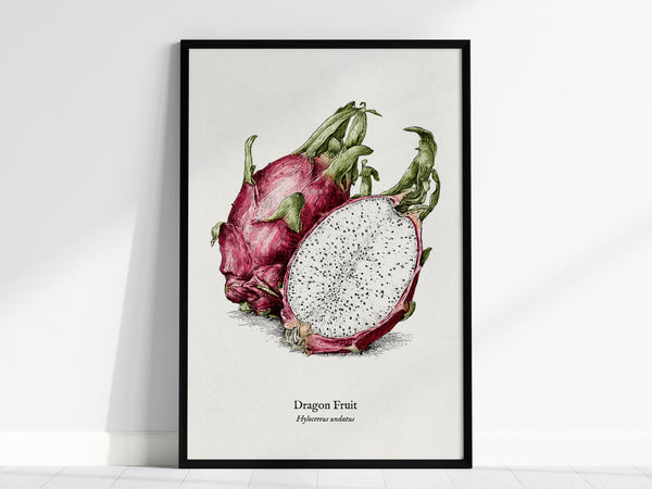 Dragon Fruit Poster | Vintage Hylocereus undatus Botanical Illustration Wall Art — framed wall art, 24x36 in
