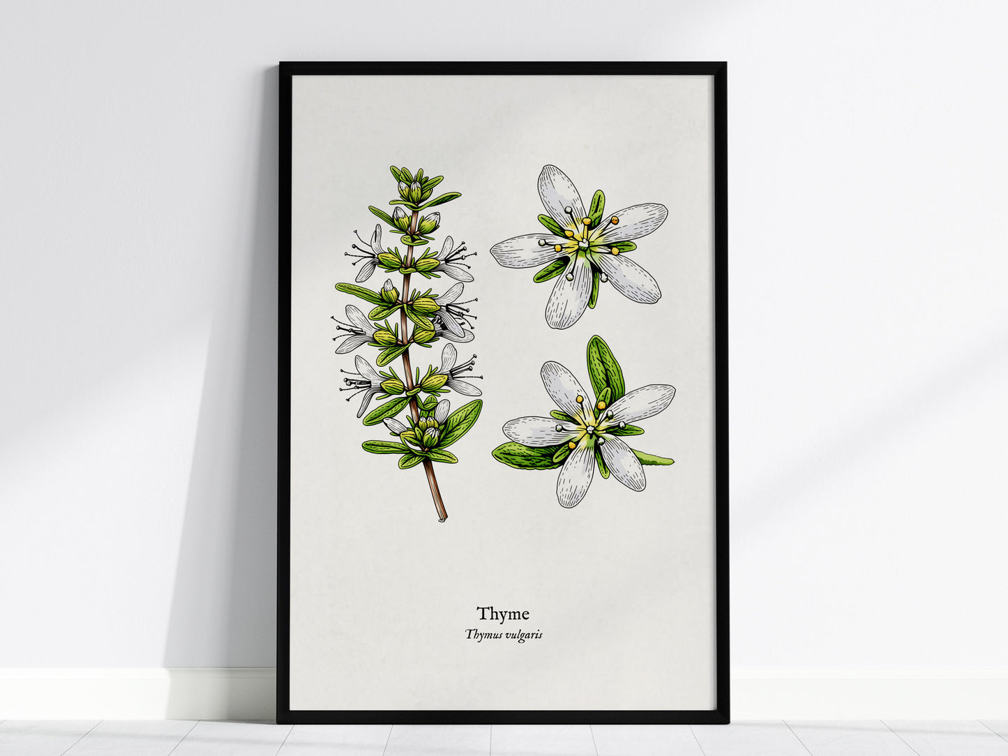 Thyme Poster | Vintage Thymus vulgaris Botanical Illustration Wall Art — framed wall art, 24x36 in