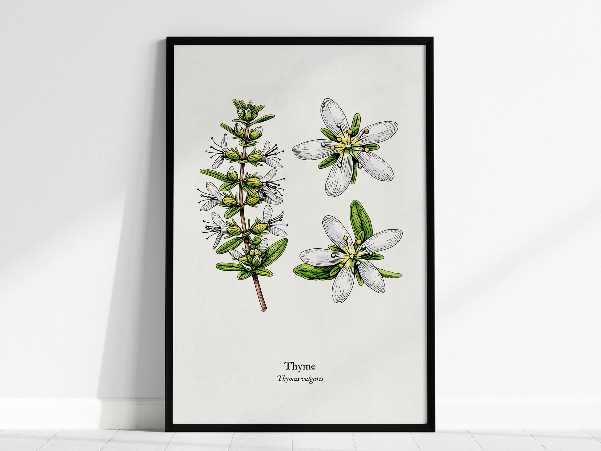 Thyme Poster | Vintage Thymus vulgaris Botanical Illustration Wall Art — framed wall art, 24x36 in