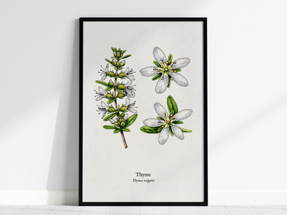 Thyme Poster | Vintage Thymus vulgaris Botanical Illustration Wall Art — framed wall art, 24x36 in