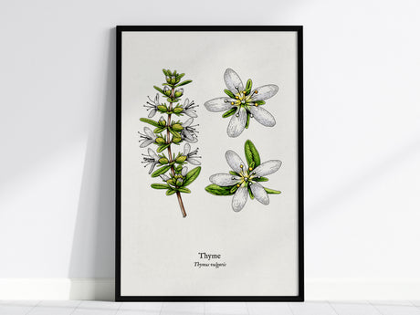 Thyme Poster | Vintage Thymus vulgaris Botanical Illustration Wall Art — framed wall art, 24x36 in