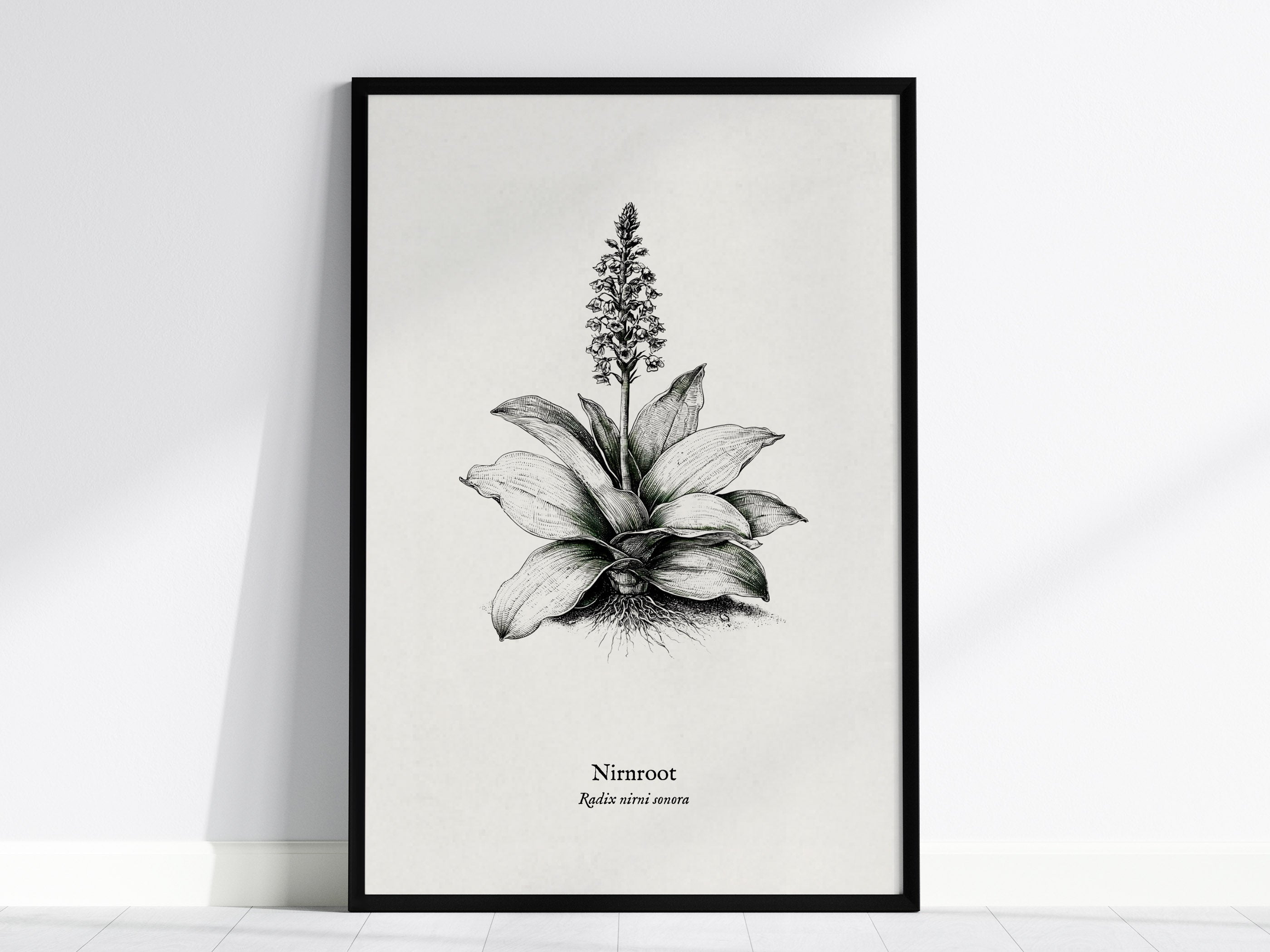 Nirnroot Poster | Radix Nirni Sonora Pen and Ink Print Vintage