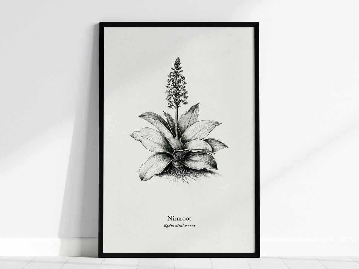 Nirnroot Poster | Radix Nirni Sonora Pen and Ink Print Vintage Botanical Illustration Wall Art — framed wall art, 24x36 in