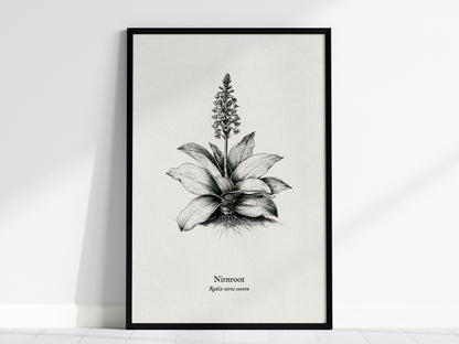Nirnroot Poster | Radix Nirni Sonora Pen and Ink Print Vintage Botanical Illustration Wall Art — framed wall art, 24x36 in