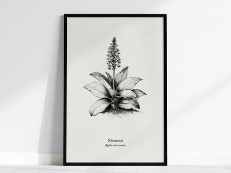 Nirnroot Poster | Radix Nirni Sonora Pen and Ink Print Vintage Botanical Illustration Wall Art — framed wall art, 24x36 in