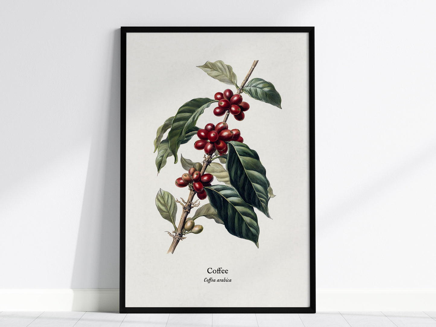 Coffee Poster | Vintage Coffea Arabica Botanical Illustration Wall Art — framed wall art, 24x36 in