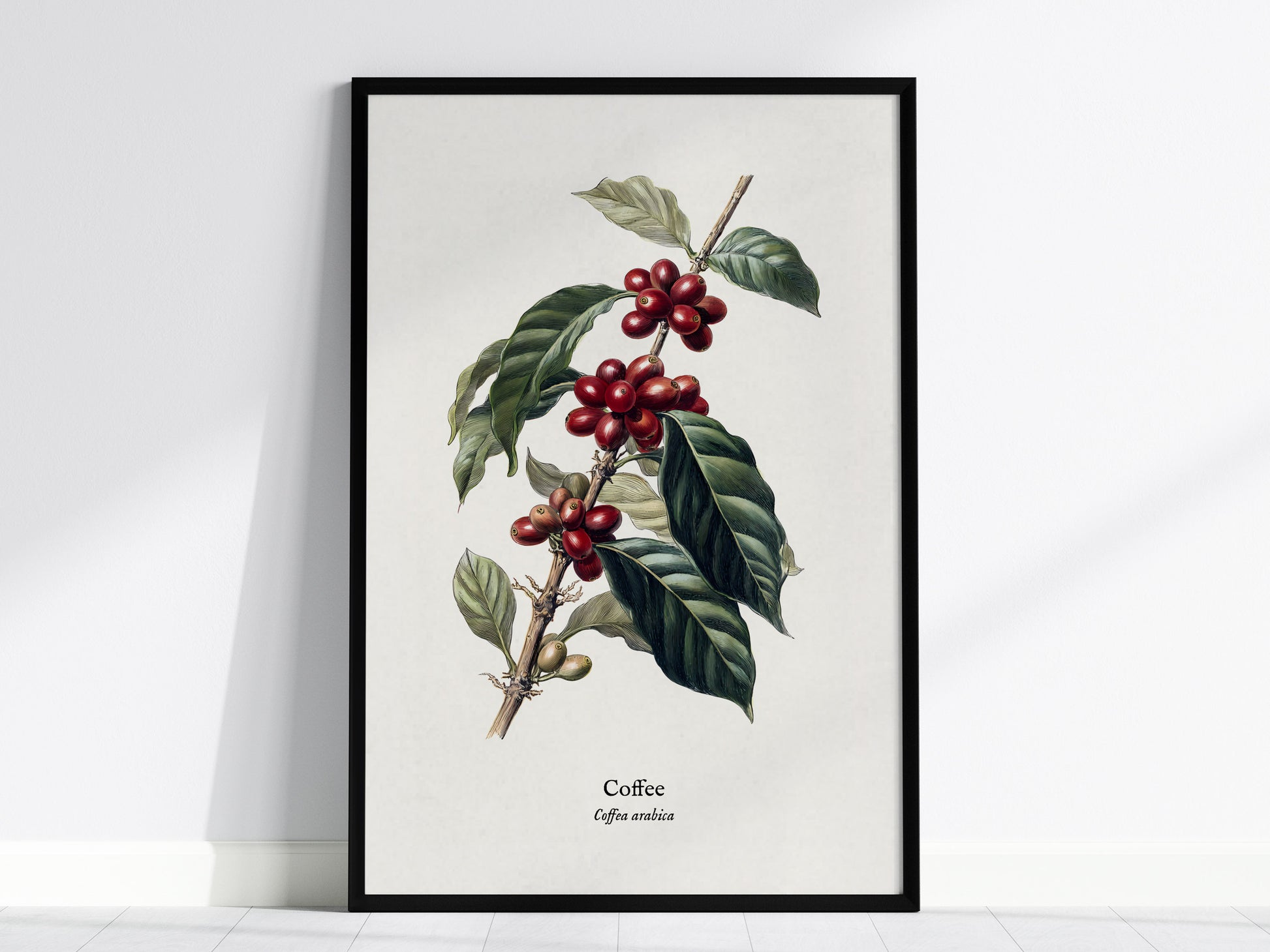 Coffee Poster | Vintage Coffea Arabica Botanical Illustration Wall Art — framed wall art, 24x36 in
