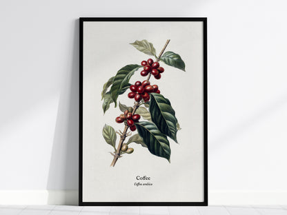 Coffee Poster | Vintage Coffea Arabica Botanical Illustration Wall Art — framed wall art, 24x36 in