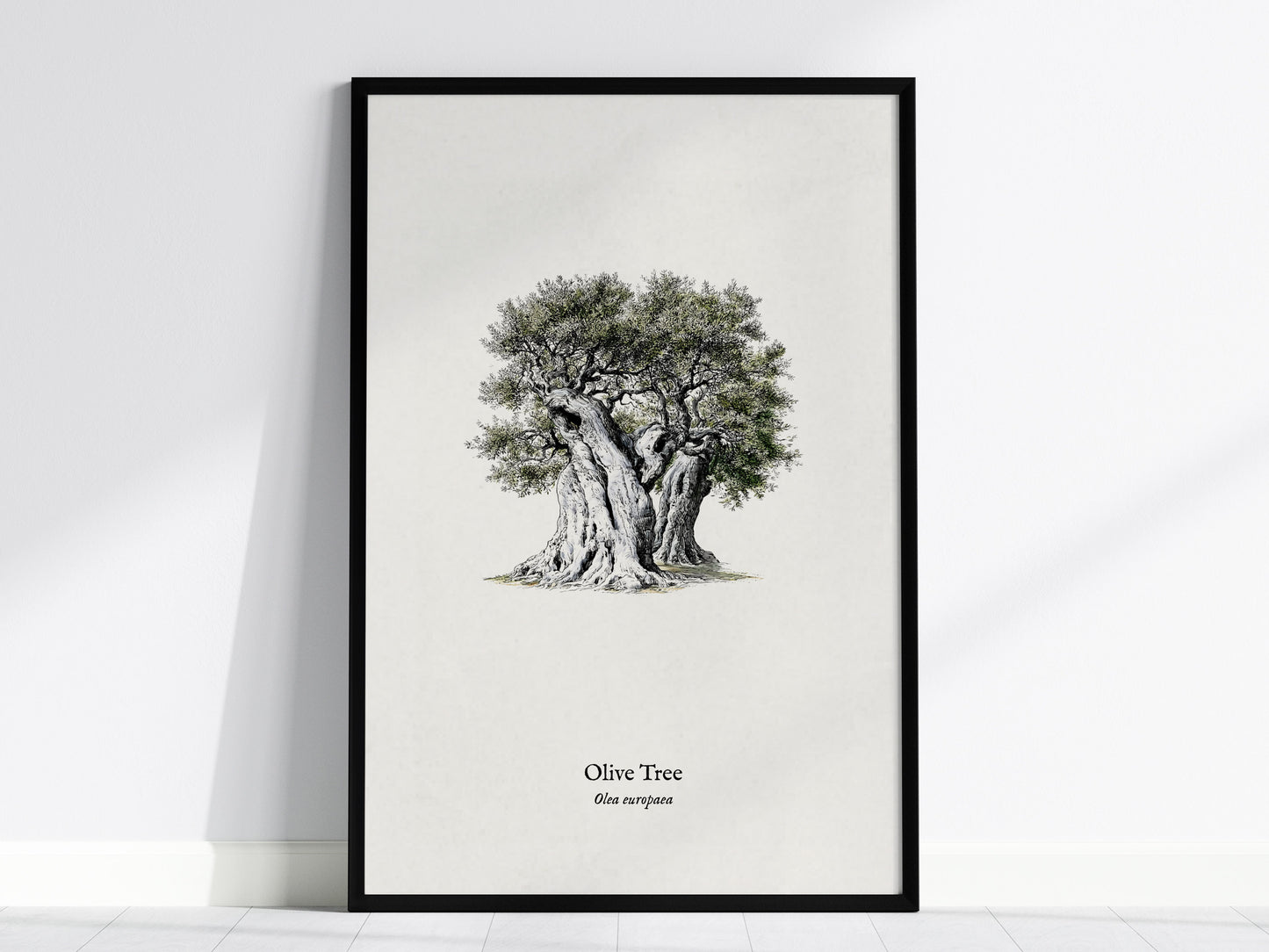 Olive Tree Poster | Vintage Olea europaea Botanical Illustration Wall Art — framed wall art, 24x36 in