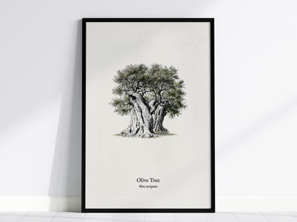 Olive Tree Poster | Vintage Olea europaea Botanical Illustration Wall Art — framed wall art, 24x36 in