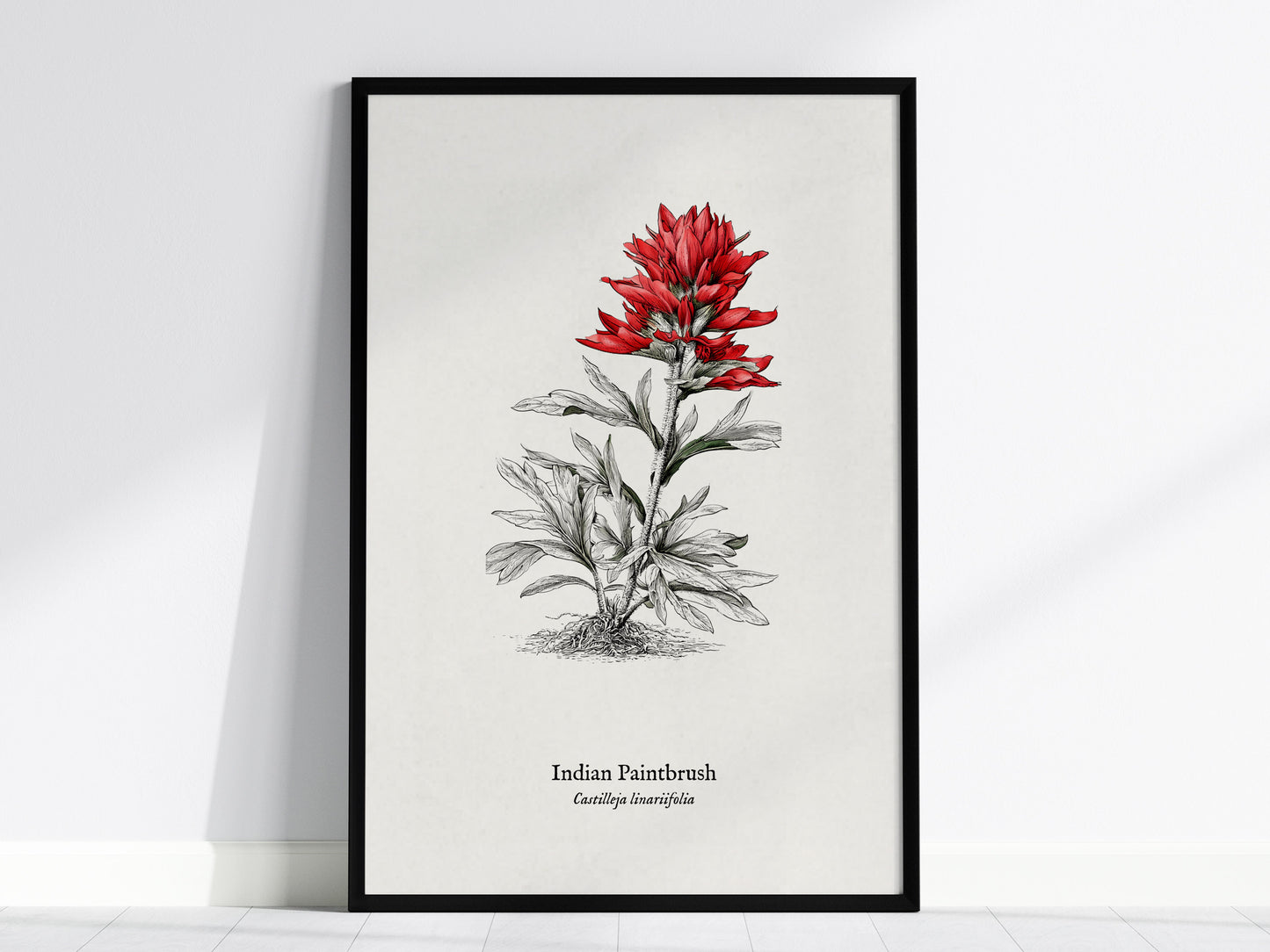 Indian Paintbrush Poster | Castilleja Linariifolia Pen and Ink Print Vintage Botanical Illustration — framed wall art, 24x36