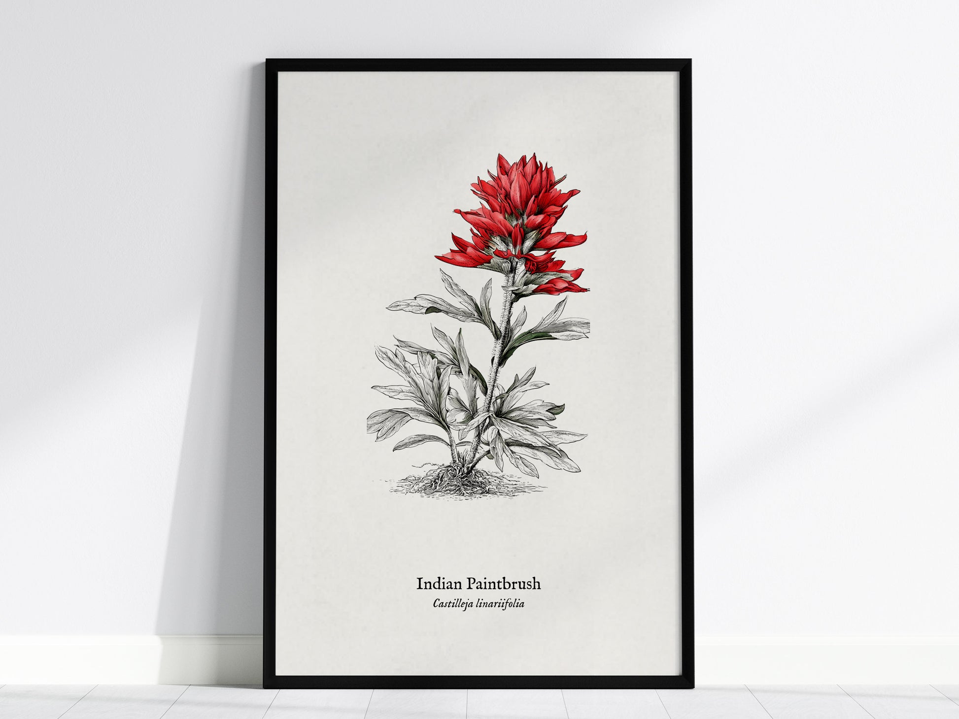 Indian Paintbrush Poster | Castilleja Linariifolia Pen and Ink Print Vintage Botanical Illustration — framed wall art, 24x36