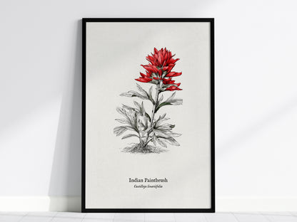 Indian Paintbrush Poster | Castilleja Linariifolia Pen and Ink Print Vintage Botanical Illustration — framed wall art, 24x36