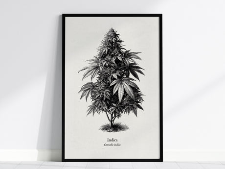 Feature 01 24X36