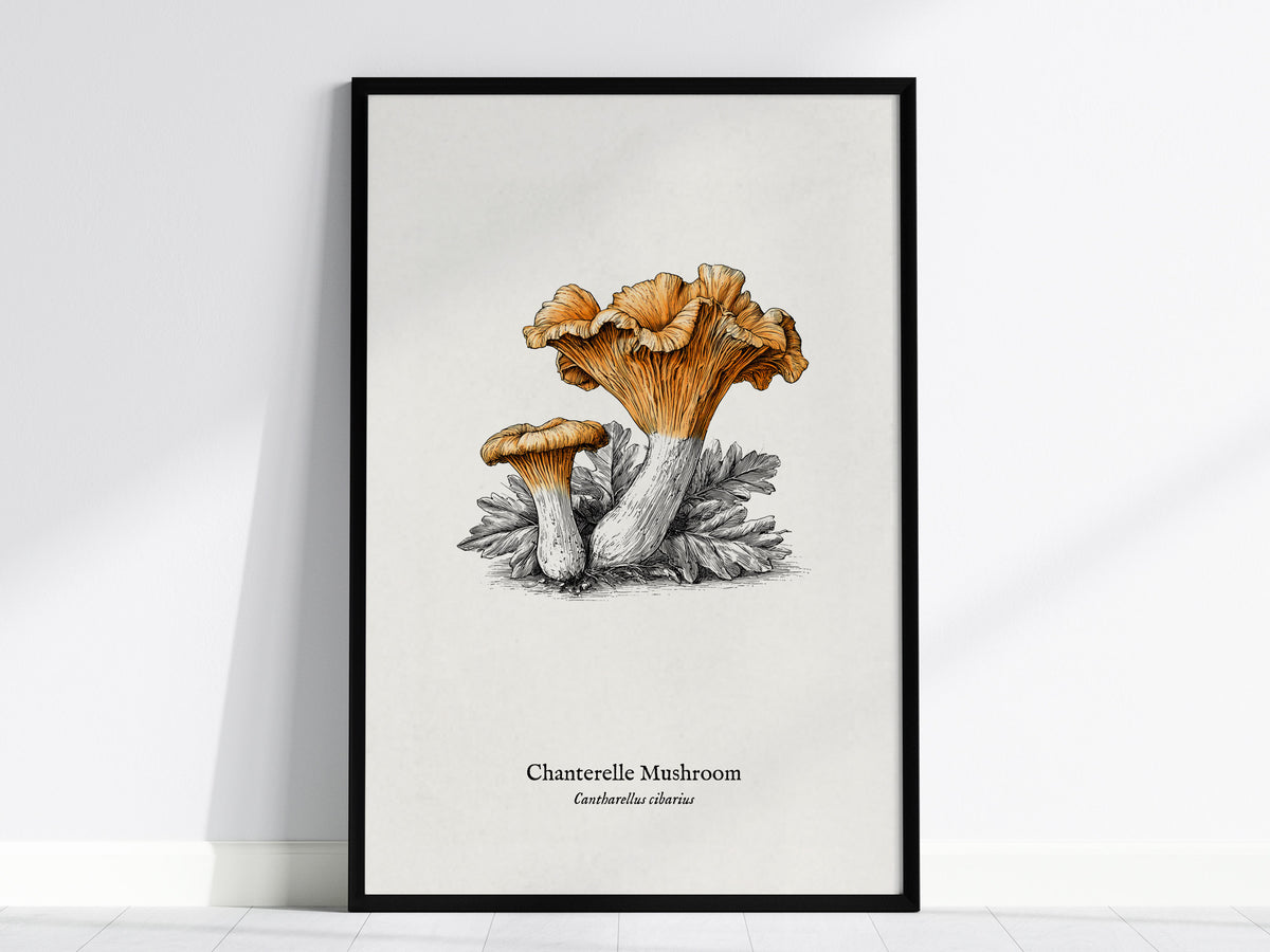 Chanterelle Mushroom Poster | Cantharellus cibarius Pen and Ink Print Vintage Scientific Illustration — framed wall art, 24x3