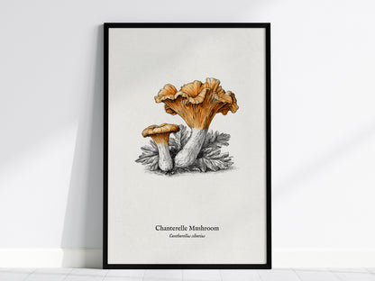 Chanterelle Mushroom Poster | Cantharellus cibarius Pen and Ink Print Vintage Scientific Illustration — framed wall art, 24x3