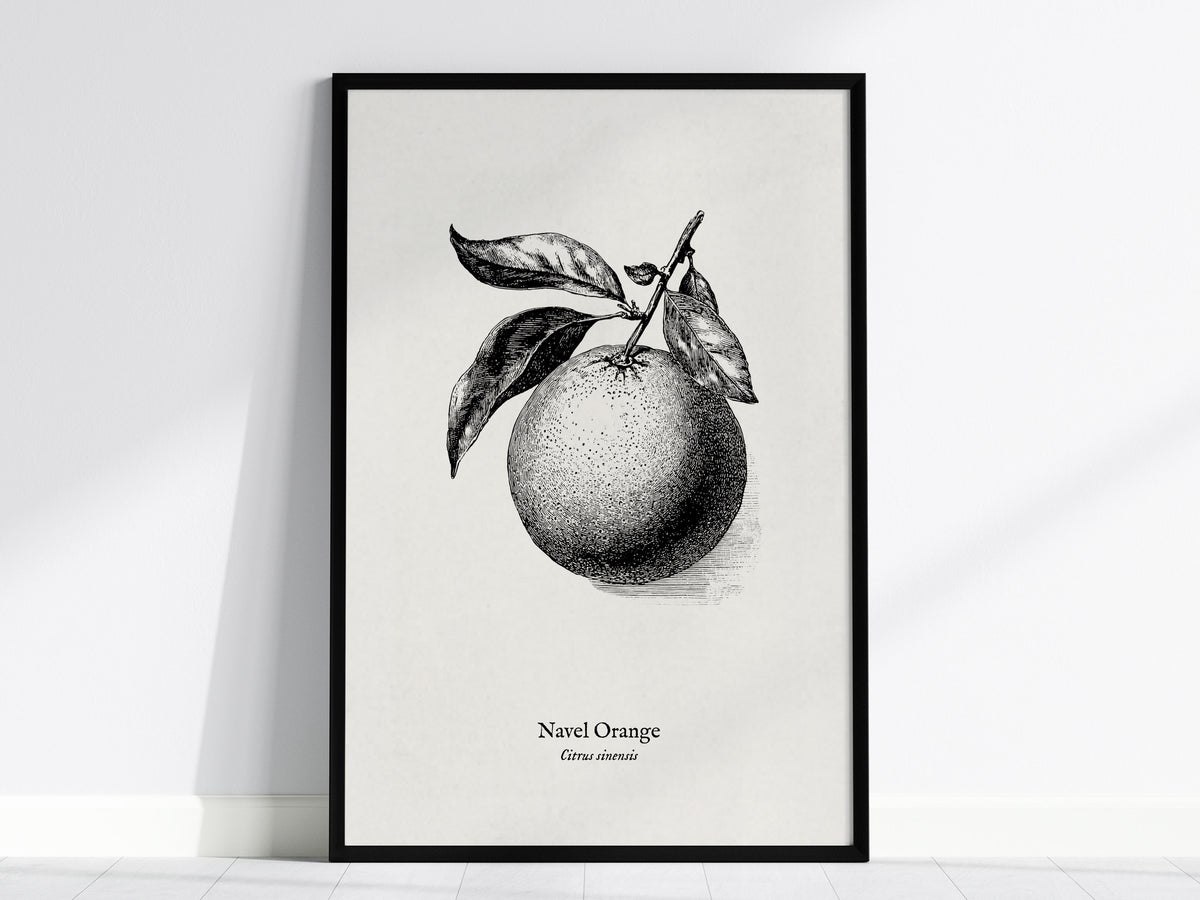 Navel Orange Poster | Citrus sinensis Pen and Ink Print Vintage Botanical Illustration — framed wall art, 24x36 in