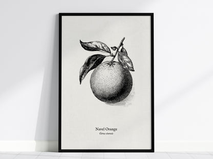 Navel Orange Poster | Citrus sinensis Pen and Ink Print Vintage Botanical Illustration — framed wall art, 24x36 in