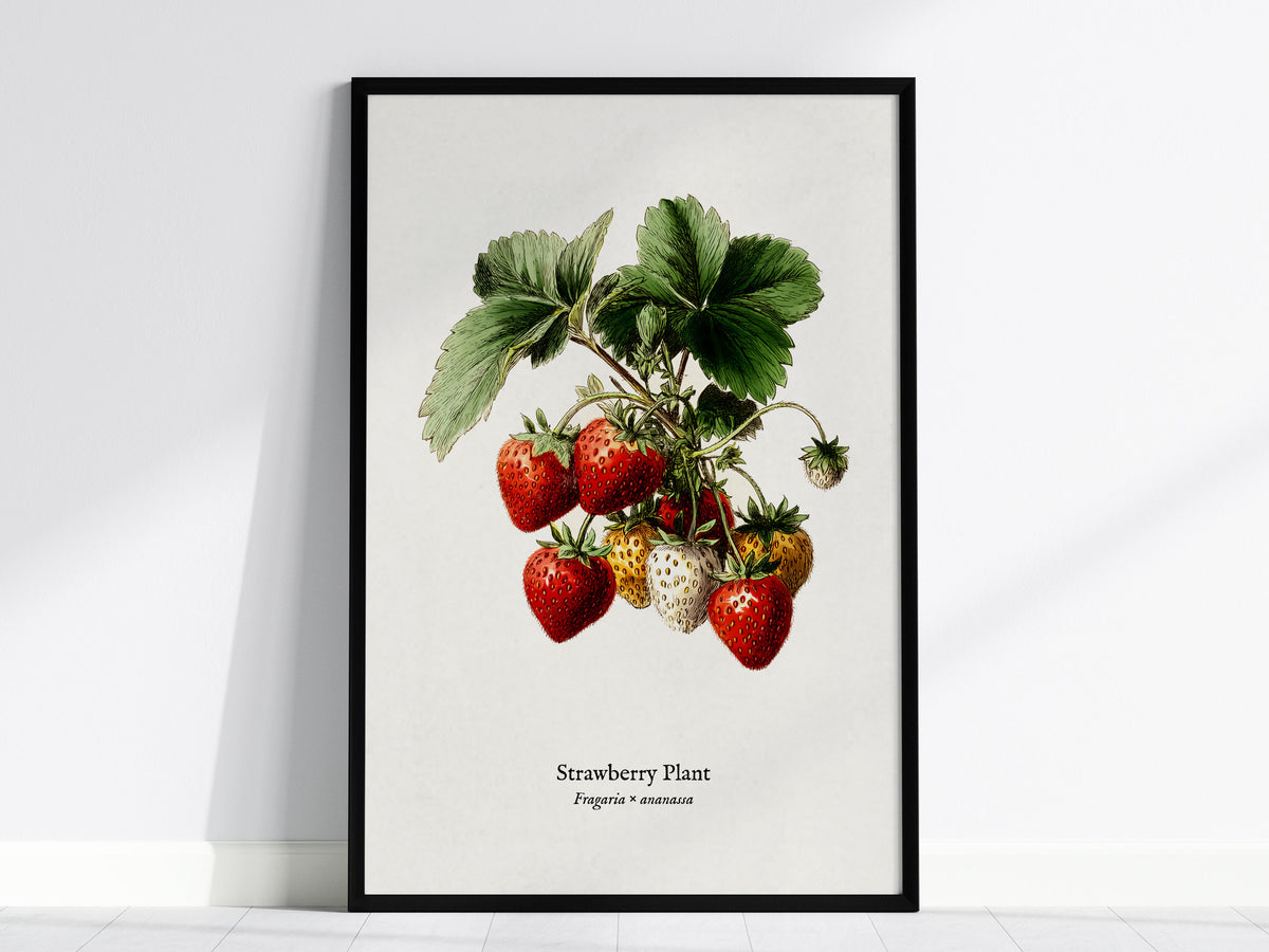Strawberry Plant Poster | Vintage Fragaria × ananassa Botanical Illustration Wall Art — framed wall art, 24x36 in