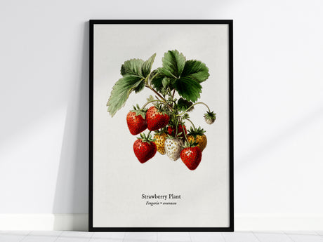 Strawberry Plant Poster | Vintage Fragaria × ananassa Botanical Illustration Wall Art — framed wall art, 24x36 in